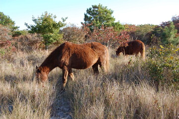 Wild horses roaming Assateague Island, in Worcester County, Maryland.