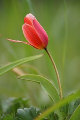 Red tulip growing in the garden (Tulipa)	