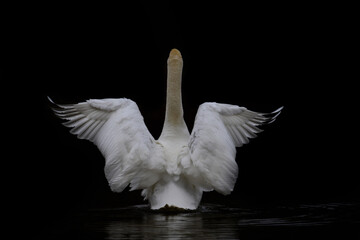 A white swan swims in dark water and opens its wings from behind