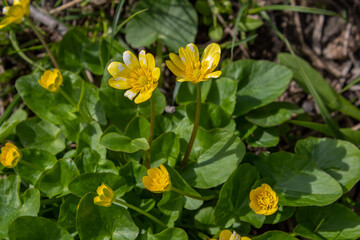 yellow buttercups in flowers. Night blindness.