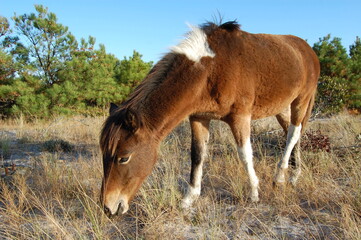 Fototapeta premium A wild horse feeding on the grasses that grow on Assateague Island, in Worcester County, Maryland.