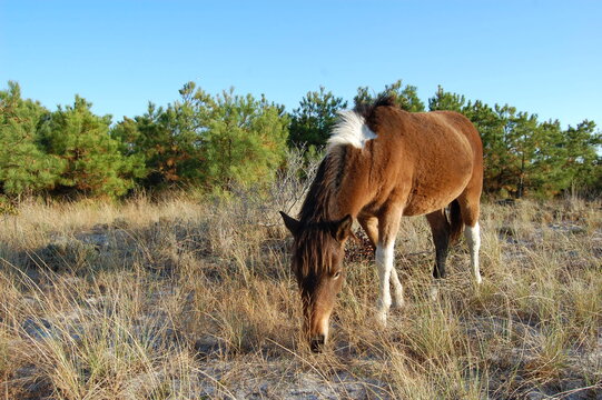A wild horse feeding on the grasses that grow on Assateague Island, in Worcester County, Maryland. © Scenic Corner
