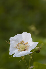 White wildflower close-up