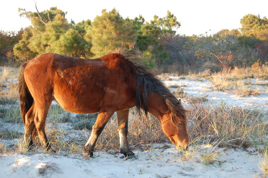 A wild horse feeding on the grasses that grow on Assateague Island, in Worcester County, Maryland.