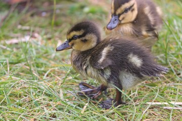 Küken einer Stockente im Gras