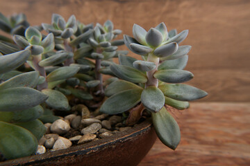Obraz premium Succulent houseplant Sedum morganianum in pot. Cactus plant donkey tail or burro's tail.