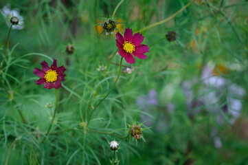 Purple cosmos flower on a blurred background of green foliage. Selective focus