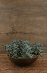Succulent houseplant Sedum morganianum in pot on wooden background. Cactus plant donkey tail or burro's tail with copy space.