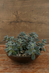 Succulent houseplant Sedum morganianum in pot on wooden background. Cactus plant donkey tail or burro's tail with copy space.