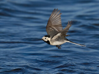 White wagtail (Motacilla alba)