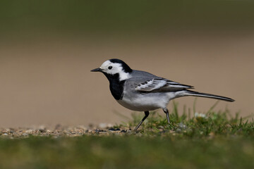 Fototapeta premium White wagtail (Motacilla alba)