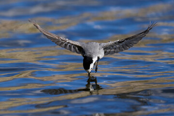 White wagtail (Motacilla alba)