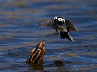 White wagtail (Motacilla alba)