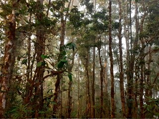 TREES IN THE MIDDLE OF THE CLOUD FOREST