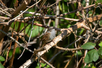 Fototapeta premium Heckenbraunelle