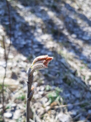 Spring buds on a tree branch