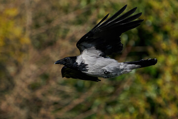 Hooded crow (Corvus cornix)