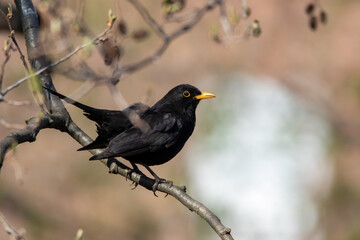 männliche Amsel