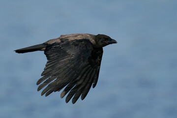 Hooded crow (Corvus cornix)