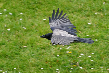 Hooded crow (Corvus cornix)