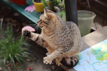 cat in the garden