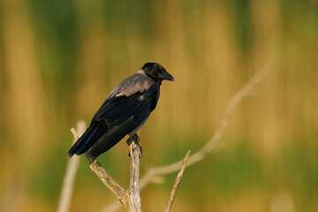 Hooded crow (Corvus cornix)