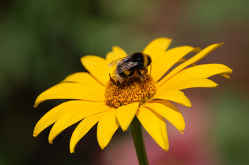 Hummel auf einer gelben Blüte gelandet
