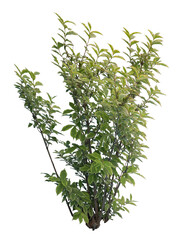 Weeping fig, a species of fig trees, isolated on white background