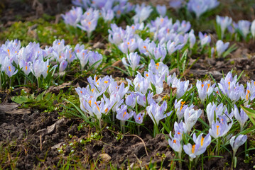 Fototapeta premium spring flowers. in the photo, crocus flowers