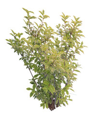 Fig tree cutout, weeping fig isolated on white background