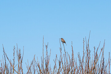 Dunnock, Prunella modularis, perched in early spring tree branches