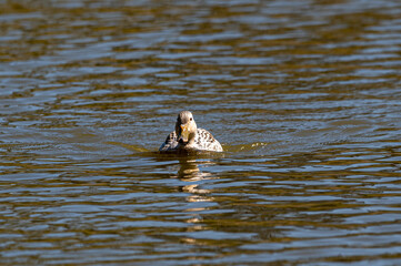 Leucistic mallard duck with partial loss of pigmentation