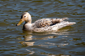 Leucistic mallard duck with partial loss of pigmentation