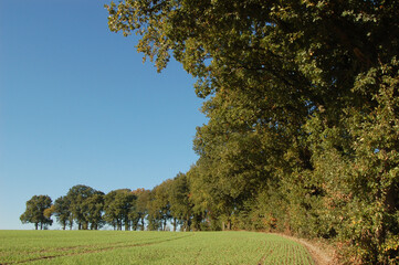 Landschaft im Herbst bei Wesel am Niederrhein, Deutschland