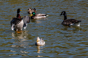 Leucistic mallard duck with partial loss of pigmentation