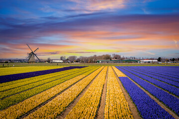 dutch windmill in spring