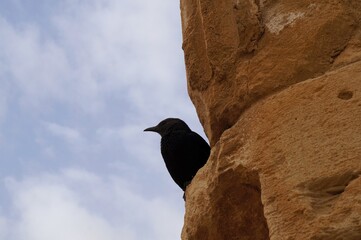 Tristram's starling or Tristram's grackle explores the rocks of Masada fortress