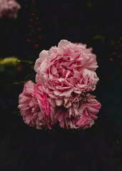 Obraz premium pink carnation flower