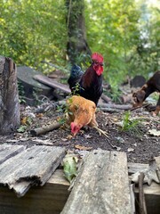 rooster on the street