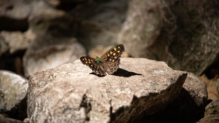 butterfly on a rock