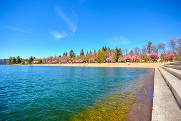 Spring with colorful pink blossoms on the trees lining the city beach and park near Independence Point, in Coeur d'Alene, Idaho, USA