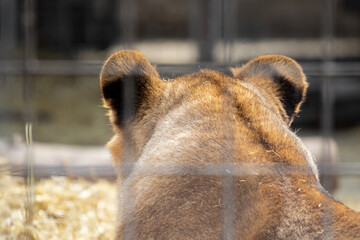 The head of a predatory lioness with protruding ears filmed from behind through a metal mesh cage...