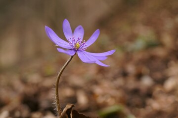 Spring purple flower in the forest - Anemone hepatica