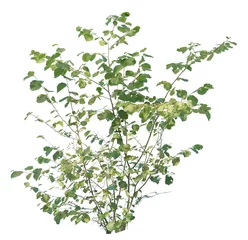 Fotobehang Hazel bush cutout, plant isolated on white background © forestdigital