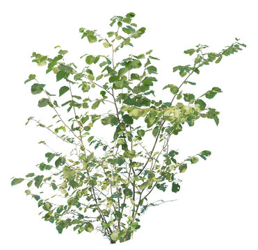 Hazel bush cutout, plant isolated on white background