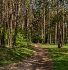 A path in the forest near the village of Zhdanovichi in the Republic of Belarus.