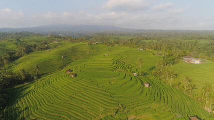 aerial view green rice terrace and agricultural land with crops. farmland with rice fields agricultural crops in countryside Indonesia,Bali