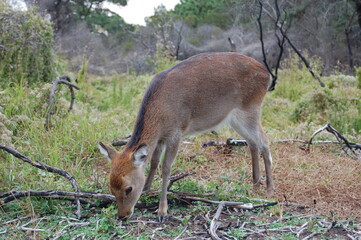 Sika deer enjoying a sunny day on Assateague Island, in Worcester County, Maryland.