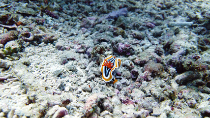 Fototapeta na wymiar Chromodoris Magnifica nudibranch. They are carnivorous, so their prey includes sponges, sea slugs, anemones, hydroids, barnacles, fish eggs, coral, and other nudibranchs.