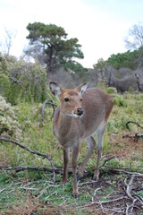 Sika deer enjoying a sunny day on Assateague Island, in Worcester County, Maryland.
